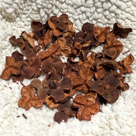 Three-Petal Natural carrotWood pods Accents - Warm Brown - Picture 2 of 4